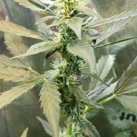 Angelina 77 growlog timeline photo
