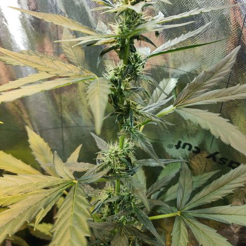 Angelina 77 growlog timeline photo