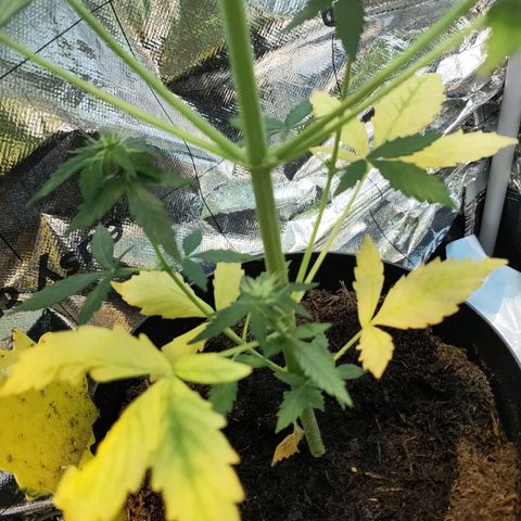Angelina 77 growlog timeline photo