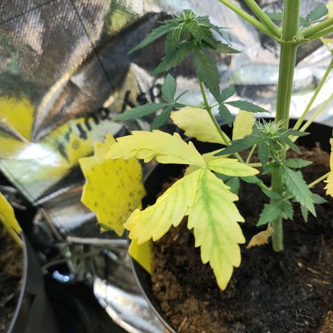 Angelina 77 growlog timeline photo