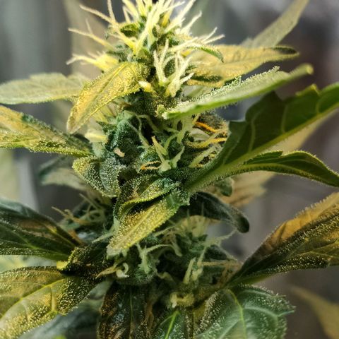 Orinoco  growlog timeline photo
