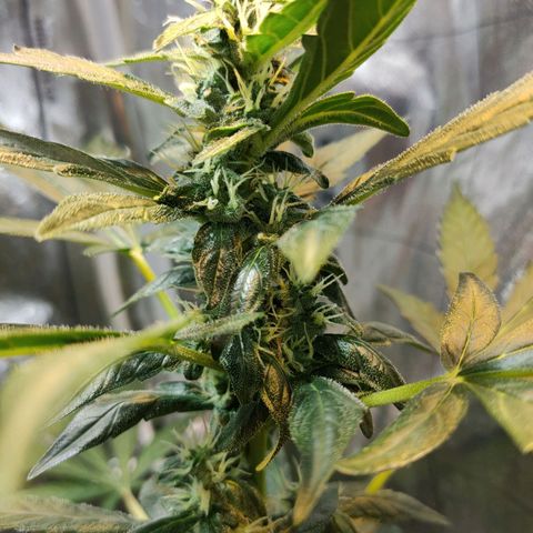 Orinoco  growlog timeline photo