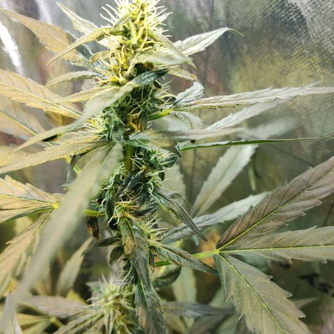 Angelina 77 growlog timeline photo