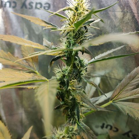 Angelina 77 growlog timeline photo