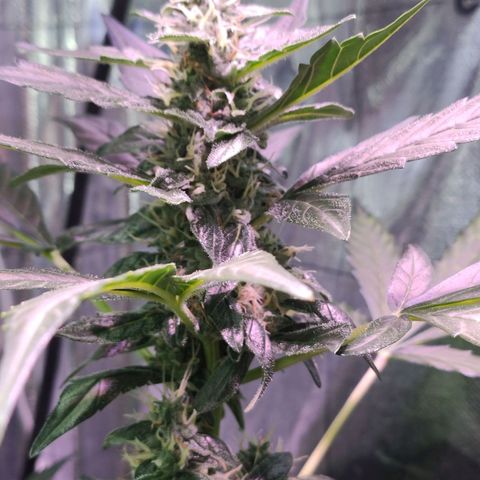 Orinoco  growlog timeline photo