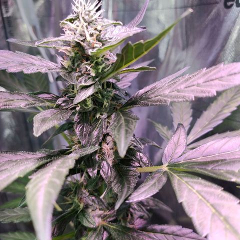 Orinoco  growlog timeline photo