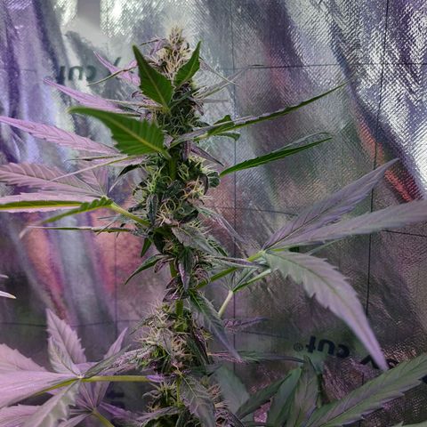 Angelina 77 growlog timeline photo