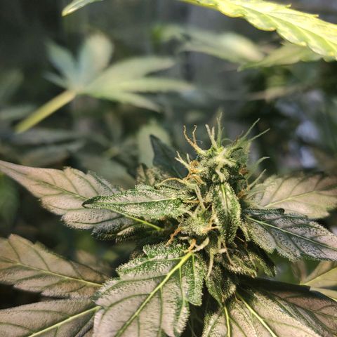Orinoco  growlog timeline photo
