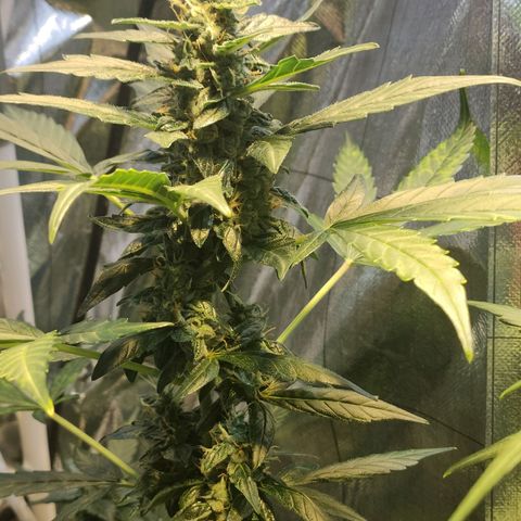 Orinoco  growlog timeline photo