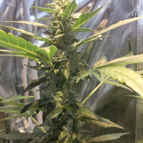 Orinoco  growlog timeline photo