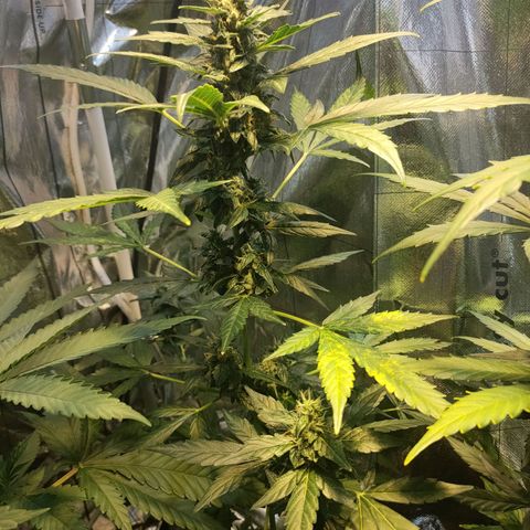 Orinoco  growlog timeline photo