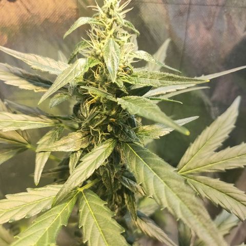 Angelina 77 growlog timeline photo