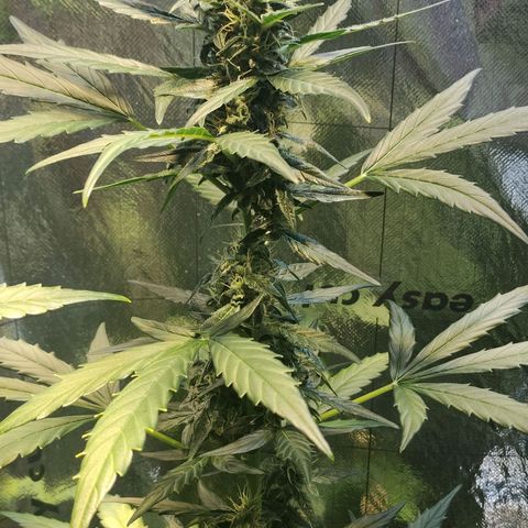 Angelina 77 growlog timeline photo