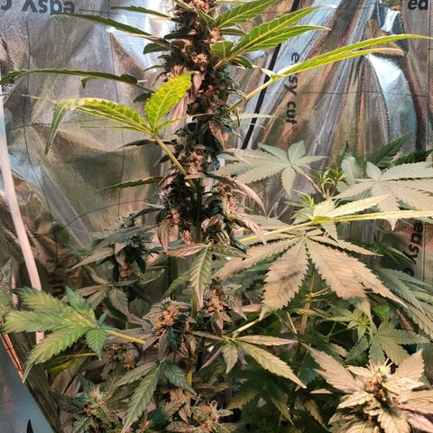 Orinoco  growlog timeline photo