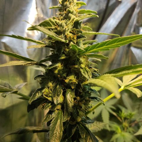 Orinoco  growlog timeline photo