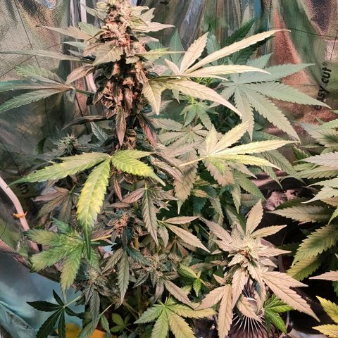 Orinoco  growlog timeline photo