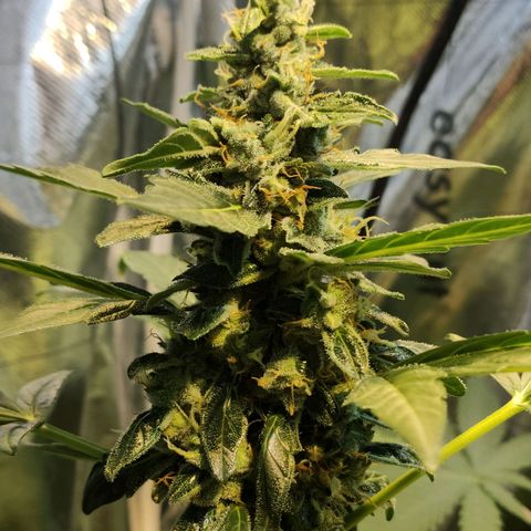 Orinoco  growlog timeline photo