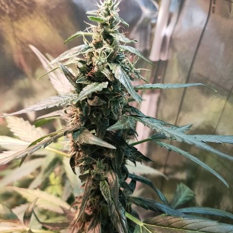 Angelina 77 growlog timeline photo