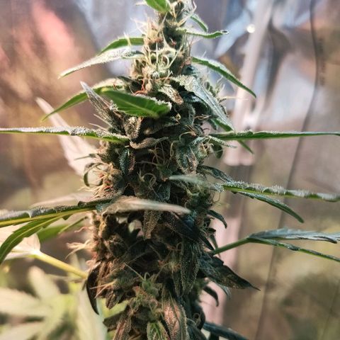 Angelina 77 growlog timeline photo
