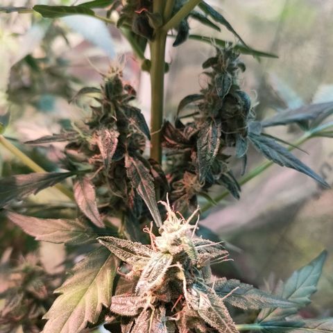 Angelina 77 growlog timeline photo