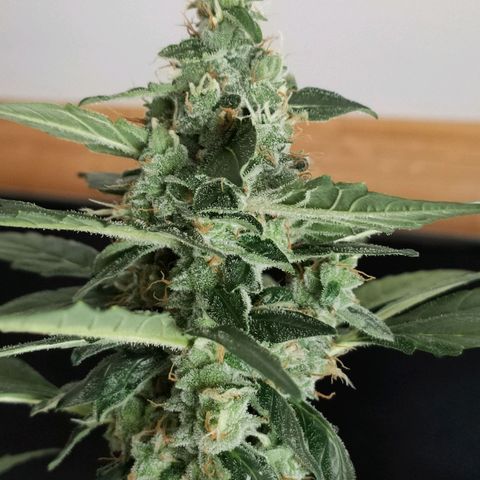 Orinoco  growlog timeline photo
