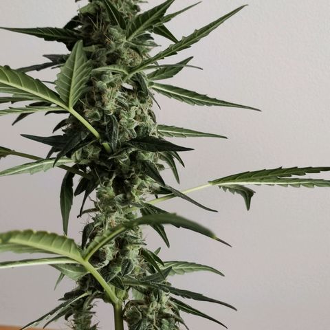 Angelina 77 growlog timeline photo
