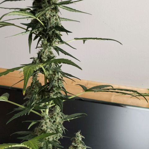 Angelina 77 growlog timeline photo