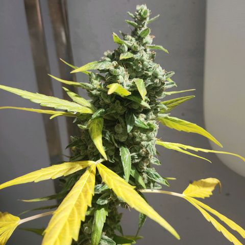 Angelina 77 growlog timeline photo
