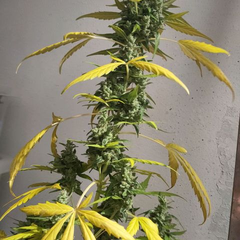 Angelina 77 growlog timeline photo
