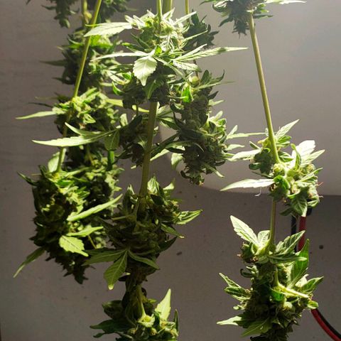 Orinoco  growlog timeline photo
