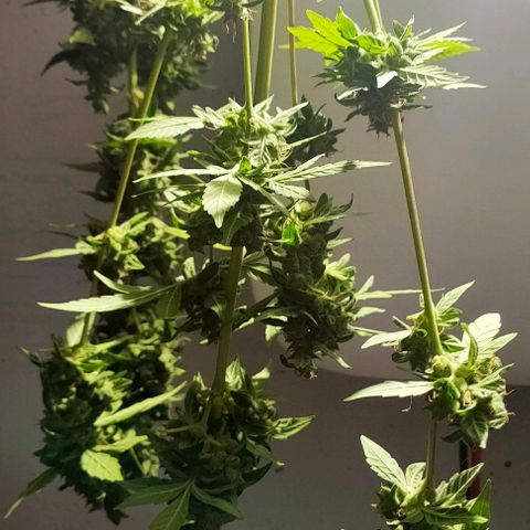 Orinoco  growlog timeline photo