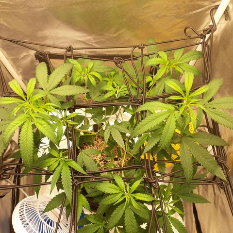 Damnesia growlog timeline photo