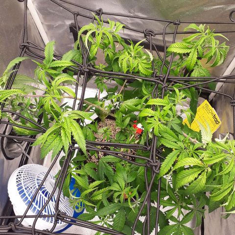 Damnesia growlog timeline photo