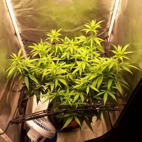 Damnesia growlog timeline photo