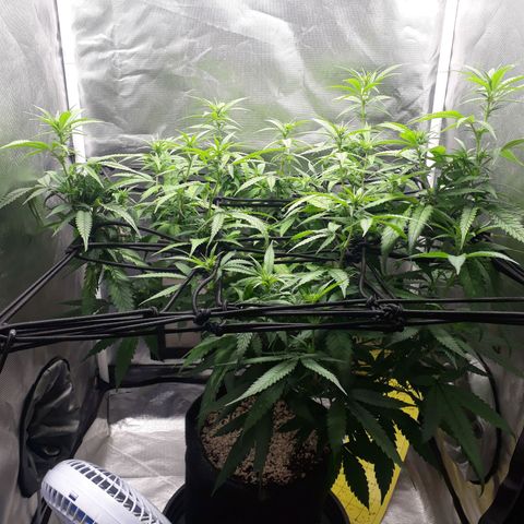 Damnesia growlog timeline photo