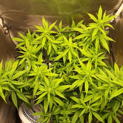 Damnesia growlog timeline photo