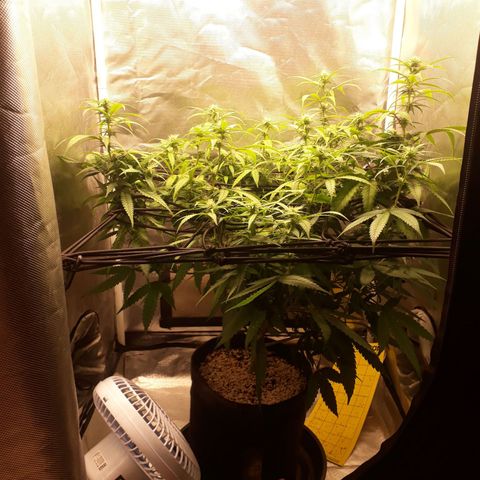 Damnesia growlog timeline photo