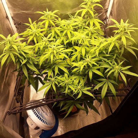 Damnesia growlog timeline photo