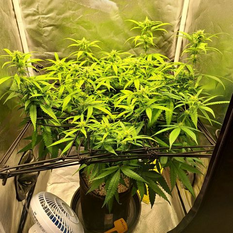 Damnesia growlog timeline photo