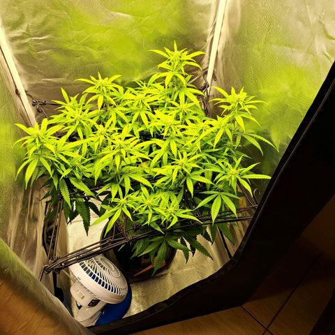 Damnesia growlog timeline photo