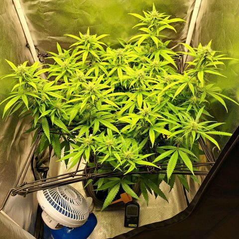 Damnesia growlog timeline photo