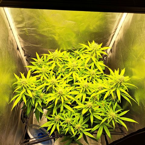 Damnesia growlog timeline photo
