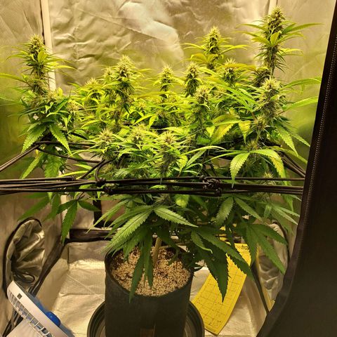 Damnesia growlog timeline photo