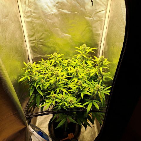 Damnesia growlog timeline photo