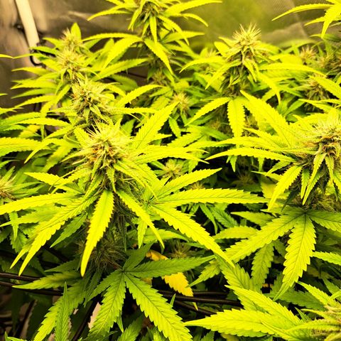 Damnesia growlog timeline photo