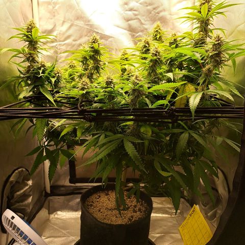 Damnesia growlog timeline photo