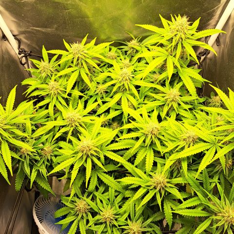 Damnesia growlog timeline photo