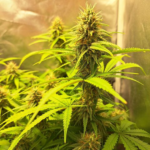 Damnesia growlog timeline photo