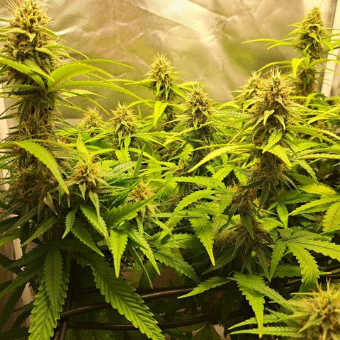 Damnesia growlog timeline photo