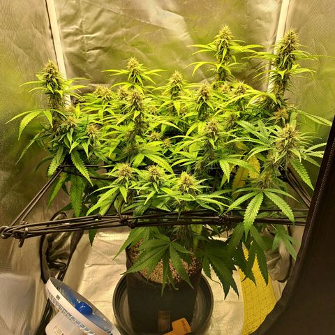 Damnesia growlog timeline photo